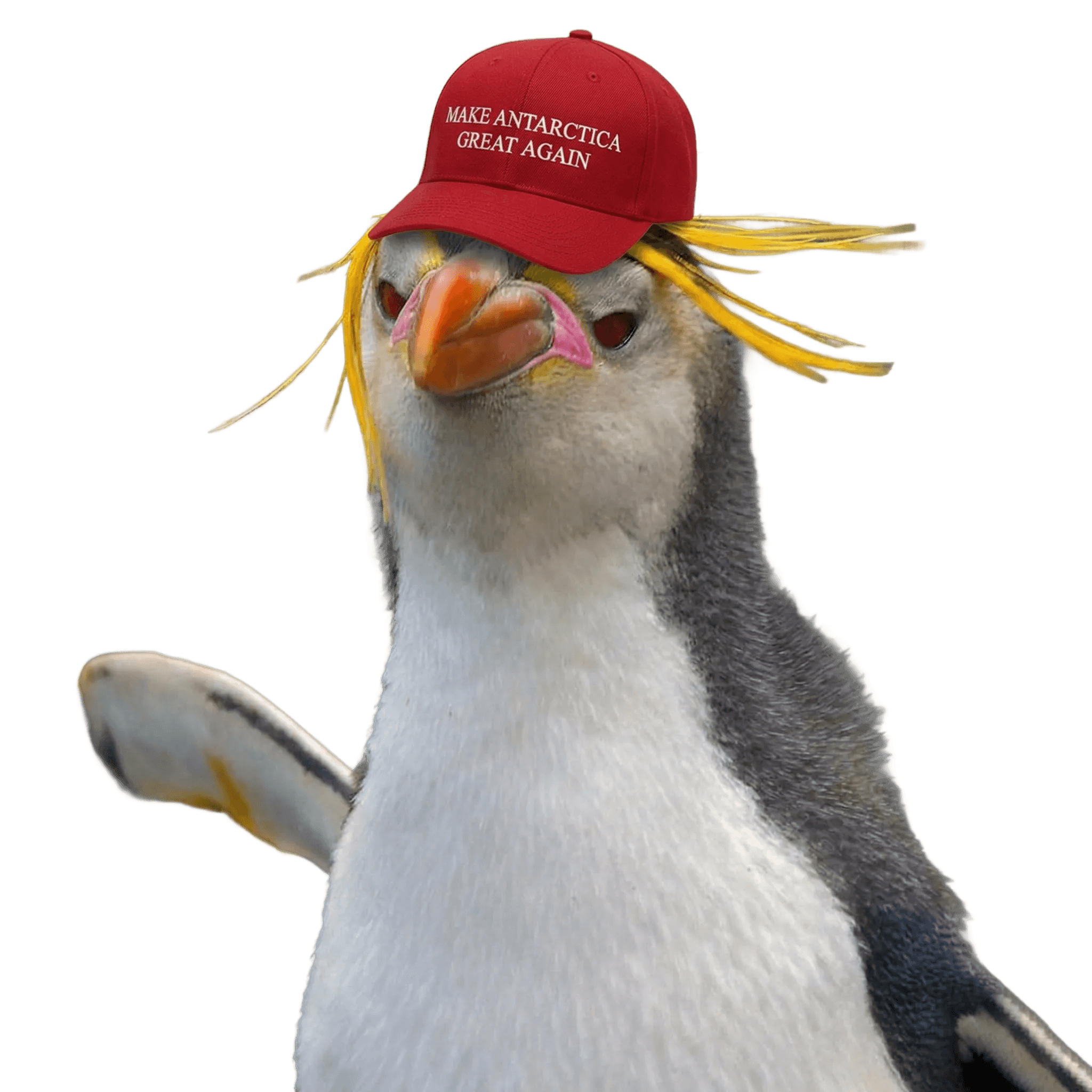 The Chosen Bird - A penguin wearing a Make Antarctica Great Again hat